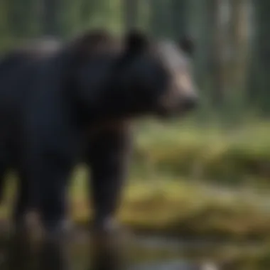 Majestic Black Bear in its Natural Habitat Majestic Black Bear in its Natural Habitat