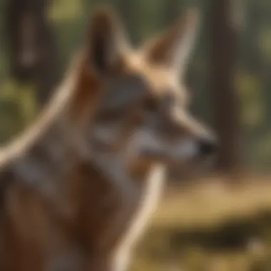 Majestic Coyote Gazing into the Distance Majestic Coyote Gazing into the Distance