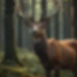 Majestic Deer Stag in Forest