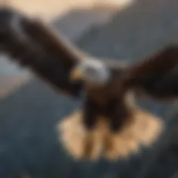 Majestic eagle soaring through the sky