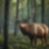 Majestic Elk in Kentucky Forest