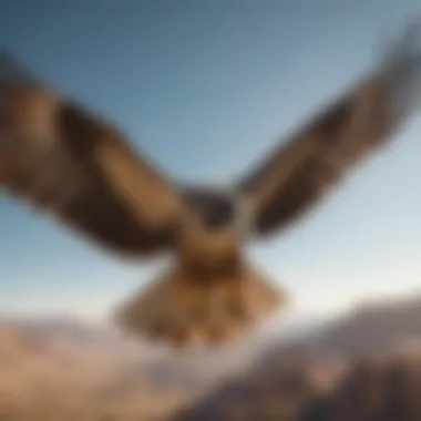 Aerial Grace of the Falcon Majestic Falcon in Flight