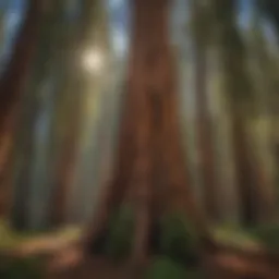 Majestic Giant Sequoia Forest Canopy