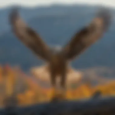 Majestic Hawk Soaring Above Catskill Mountains