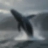 Majestic humpback whale breaching the surface