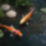 Majestic Koi Fish Swimming in Pond