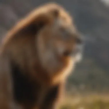 Regal Lion in the Wilderness Majestic lion gazing into the horizon