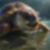 Majestic Loggerhead Sea Turtle Feeding