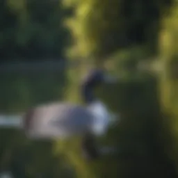 Majestic Loon gliding across a tranquil lake