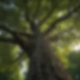 Majestic Tree Canopy at Fir Hill Towers