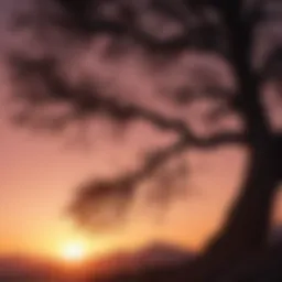Majestic tree silhouette against a vibrant sunset