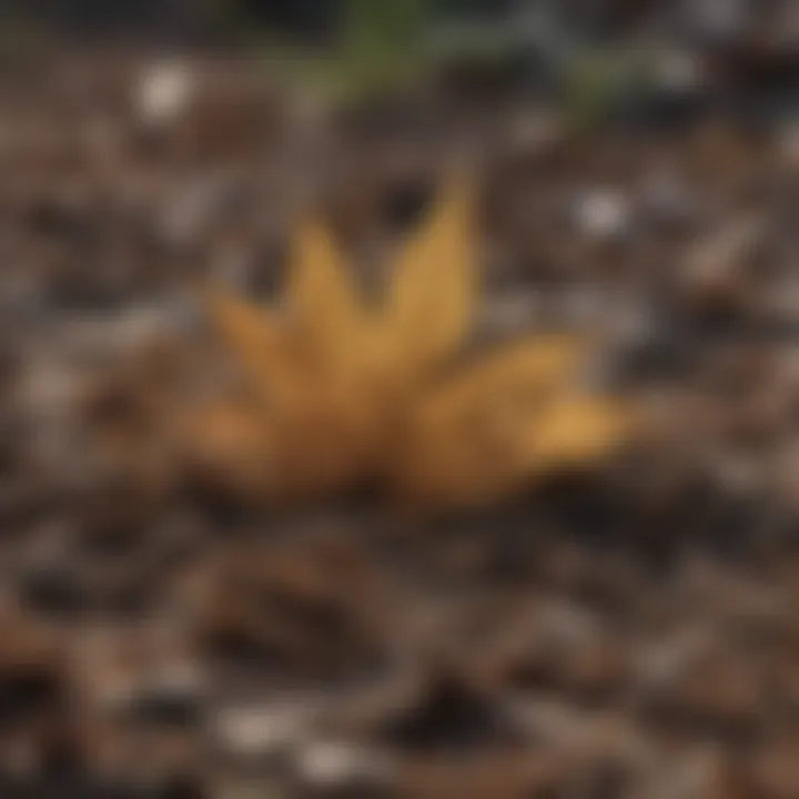 Close-up of leaf mulch breaking down into nutrient-rich material