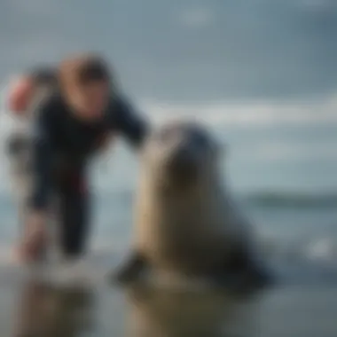 Conservation Efforts: Marine Biologist Releasing Seal Marine biologist releasing rehabilitated seal back to the ocean