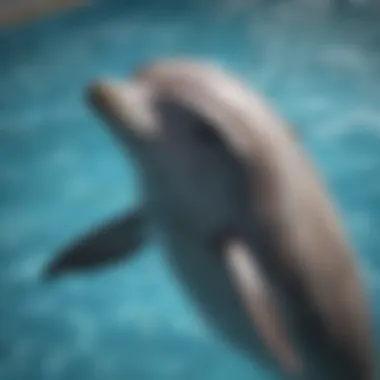 Rehabilitation Haven: Rescued Dolphin in Pool Rescued dolphin in rehabilitation pool