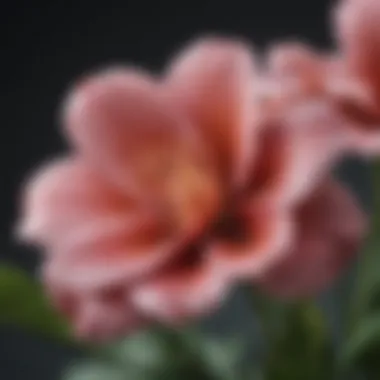 Floral Morphology Diagram Floral Morphology Diagram