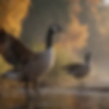 Challenges faced by Canada geese in a changing climate