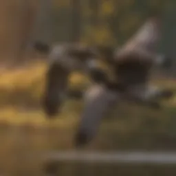 Canada geese in flight during migration