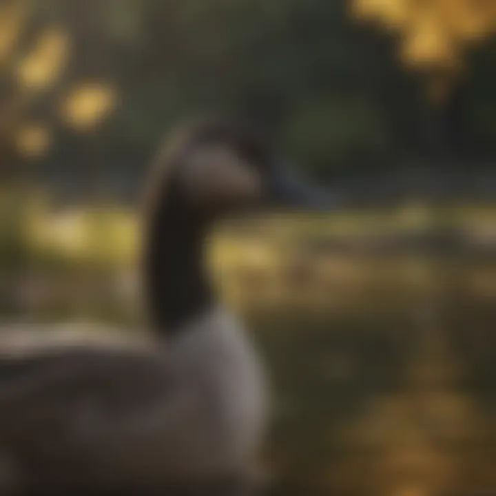 A serene stopover site for Canada geese