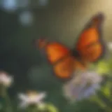 Monarch Butterfly Sipping Nectar from a Blossom