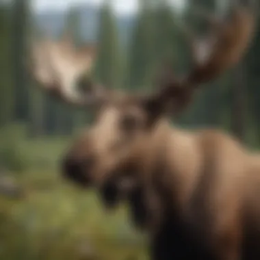 Community Involvement in Moose Management Community engagement in wildlife management practices