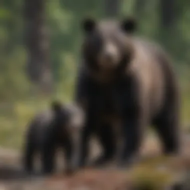 Black Bear Mother and Cub in the Wilderness