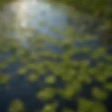 Close-up of duckweed on water surface