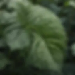 Close-up of stinging nettle leaves showcasing their unique texture