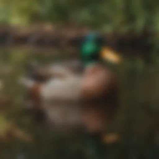 A vibrant mallard duck in a serene wetland setting