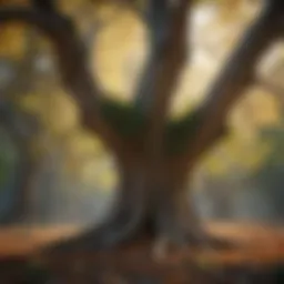 Majestic Oak Tree with Fungal Infection Leaves