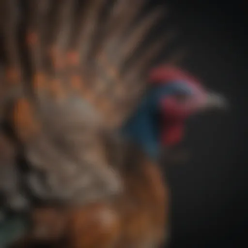 Vibrant plumage of the Ocellated Turkey