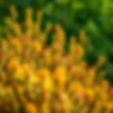 Ohio Shrubs Identification: A Comprehensive Guide Introduction