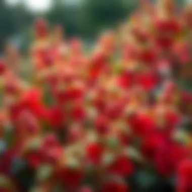 Notable Ohio Shrubs Identification: A Comprehensive Guide Notable Ohio Shrubs Identification: A Comprehensive Guide