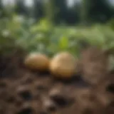Organic Fungicide Spray on Potato Plants