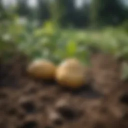 Organic Fungicide Spray on Potato Plants