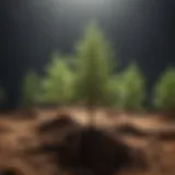 Different types of Christmas tree seedlings showcasing their unique characteristics.
