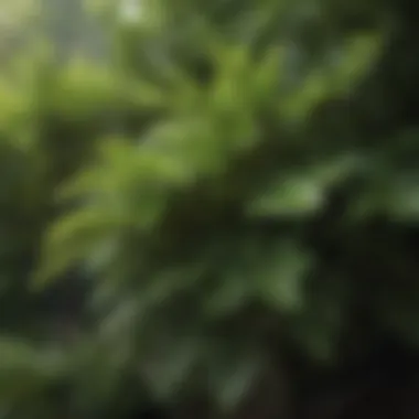 Lush green foliage of a popular ornamental bush