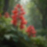 Majestic Crimson Blooms amidst Green Foliage