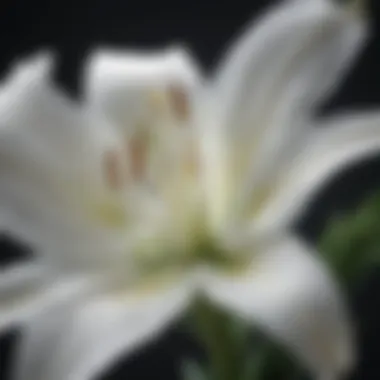 Elegant White Lily Elegant White Petals of Delicate Lily