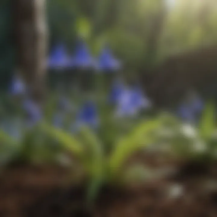 A striking image of the bluebell plant, known for its alluring yet toxic attributes.