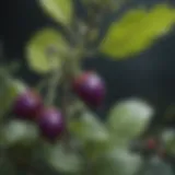 Vibrant close-up of a deadly nightshade plant showcasing its striking berries and leaves.