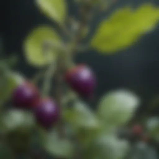 Vibrant close-up of a deadly nightshade plant showcasing its striking berries and leaves.
