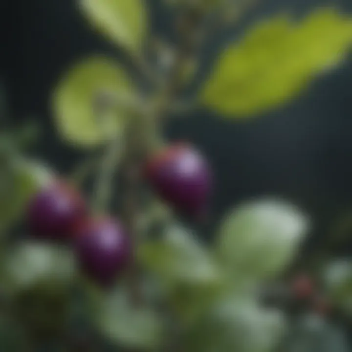 Vibrant close-up of a deadly nightshade plant showcasing its striking berries and leaves.