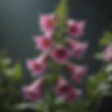 Foxglove: A Floral Deception Detailed view of the toxic foliage of the foxglove plant, highlighting its unique flower structure.