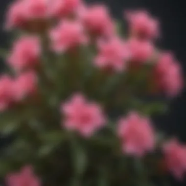 Oleander: Nature's Toxic Beauty Illustration of the highly poisonous oleander plant with its fragrant blossoms in a natural setting.