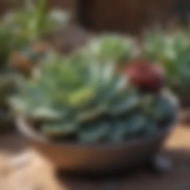 Water-Wise Succulent Display Drought-resistant succulent arrangement