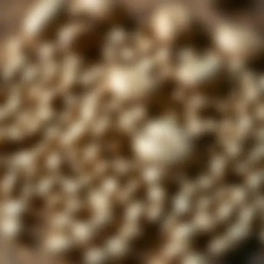 A close-up of diverse tree seeds on a wooden surface