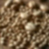 Diverse Tree Seeds Collection A close-up of diverse tree seeds on a wooden surface