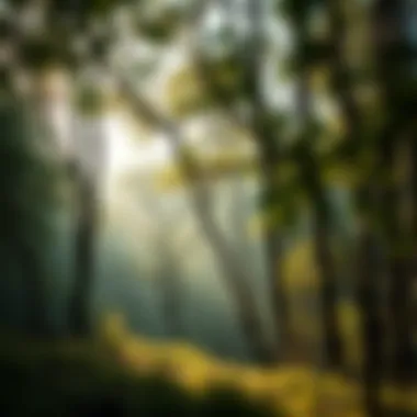 A lush forest scene emphasizing the importance of trees in the environment