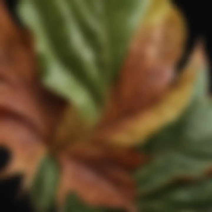 Close-up of unique leaf patterns on ornamental plants