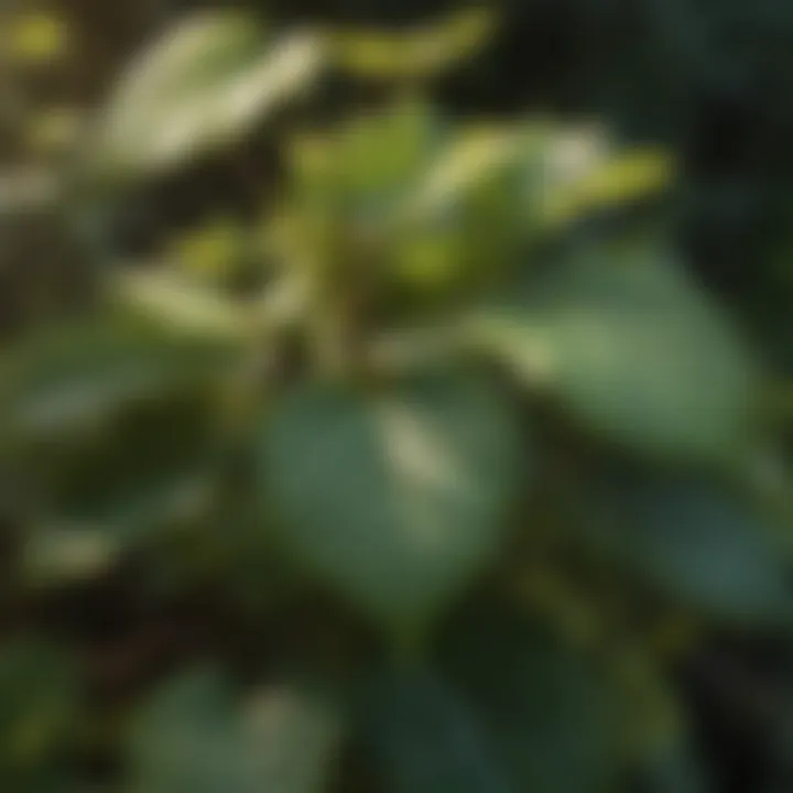 Play of light and shadow on textured leaves of flowering shrubs